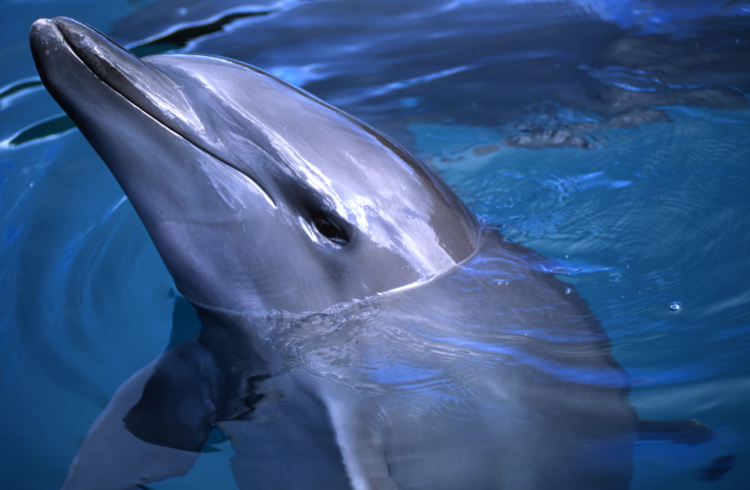 DIVING;dolphins;blue water;palau;F746_Factor 019C;dolphin